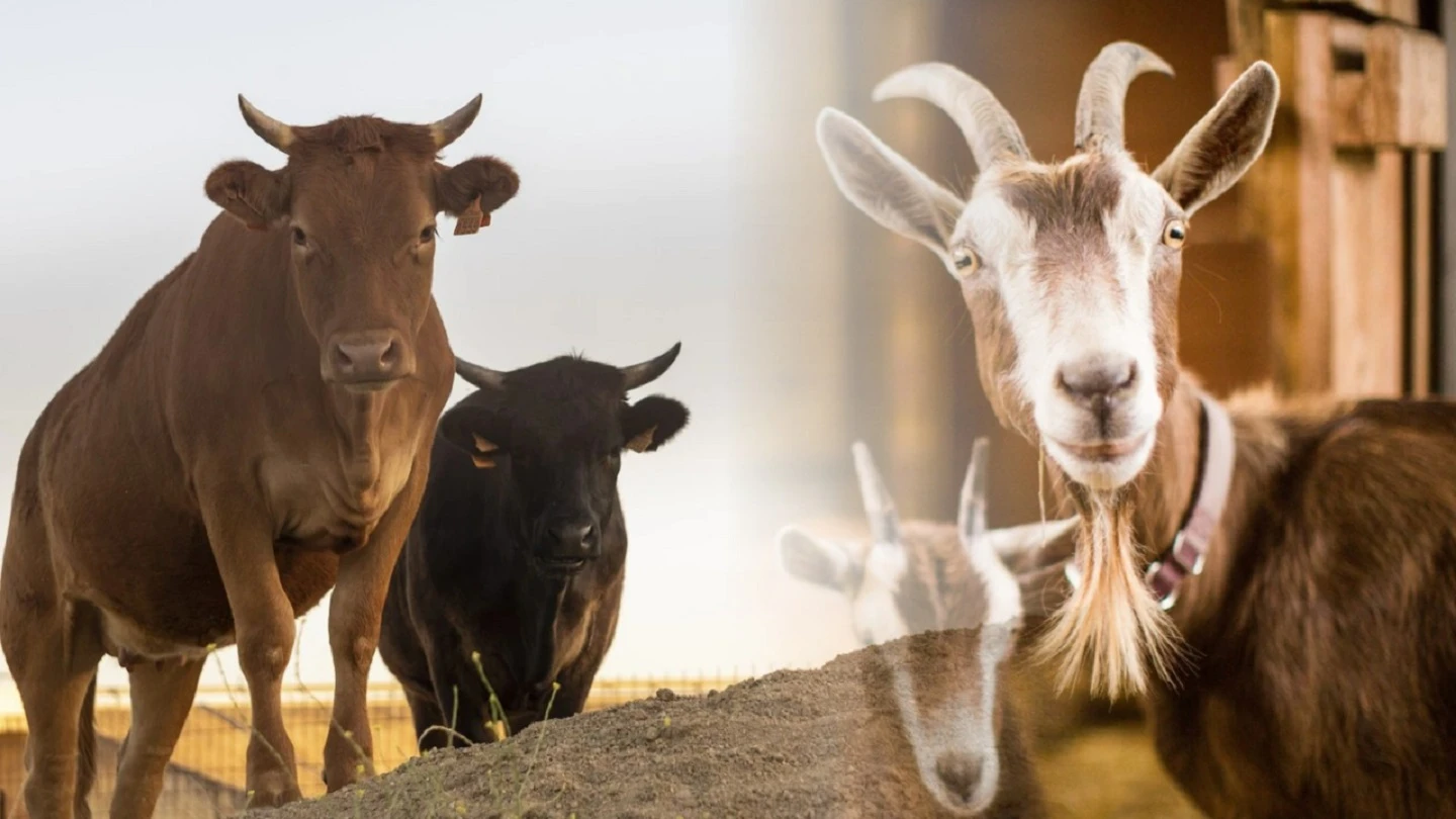 qurban idul adha 2026