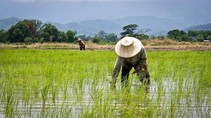 manfaat mbg bagi petani